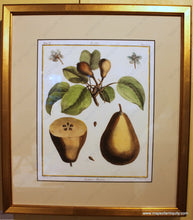 Load image into Gallery viewer, Reproduction Pear And Apple Prints - Framed Specialty Reproductions
