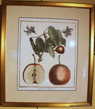 Load image into Gallery viewer, Reproduction Pear And Apple Prints - Framed Specialty Reproductions
