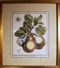 Load image into Gallery viewer, Reproduction Pear And Apple Prints - Framed Specialty Reproductions
