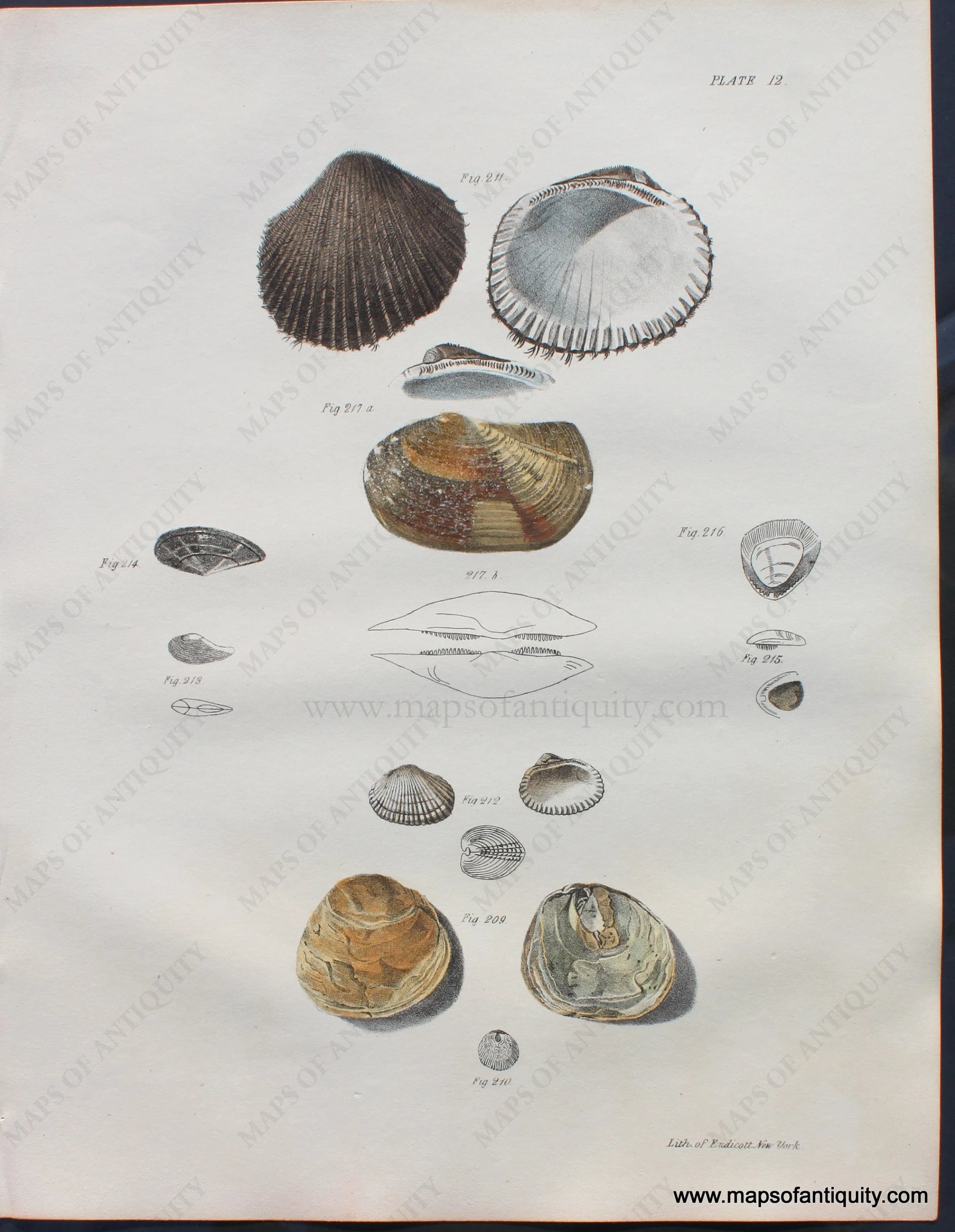 1840s - Antique Print Shell Print - Antique Print – Maps of Antiquity
