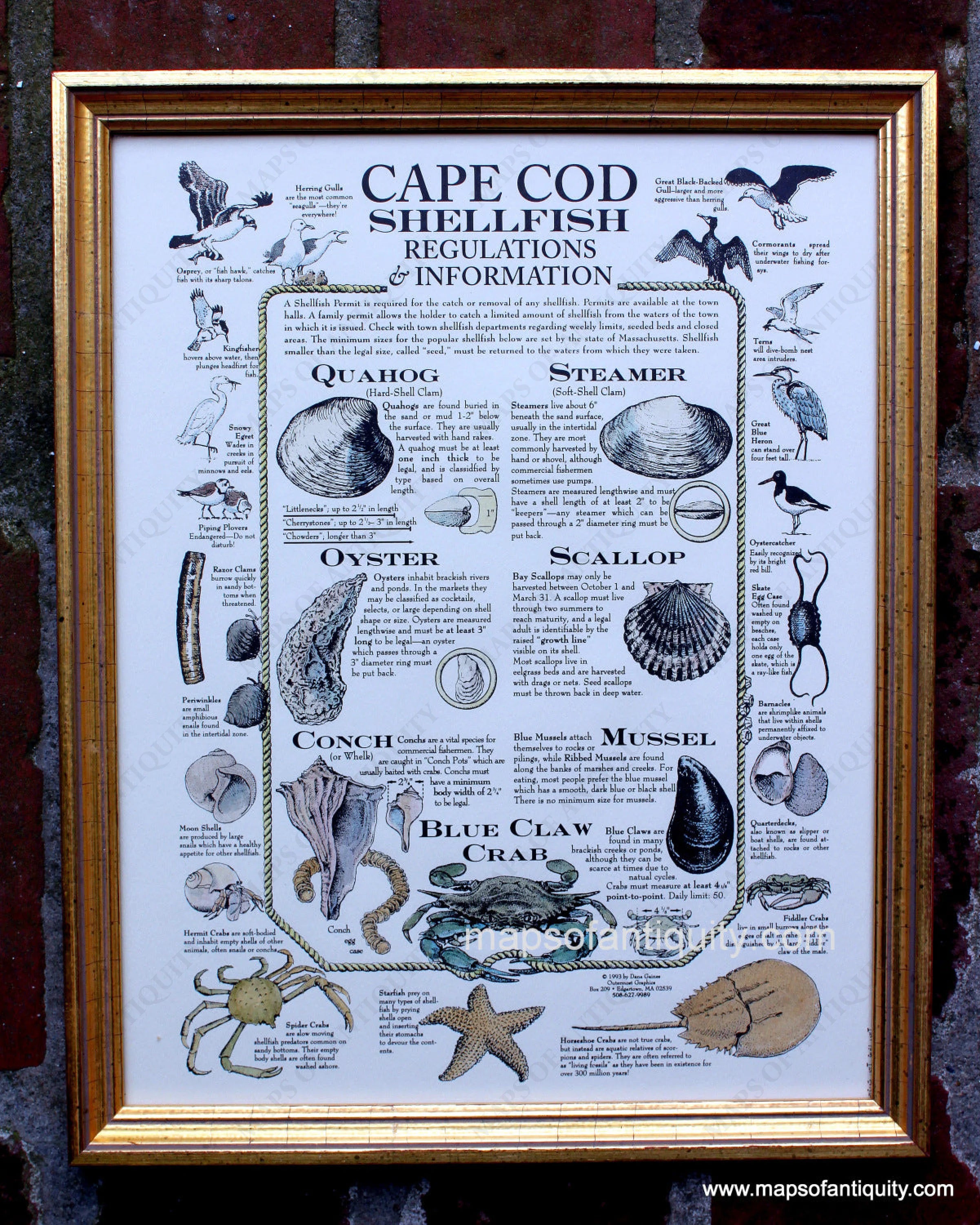 Cape Cod Shellfish Print, Framed and Hand Colored - Modern – Maps of ...