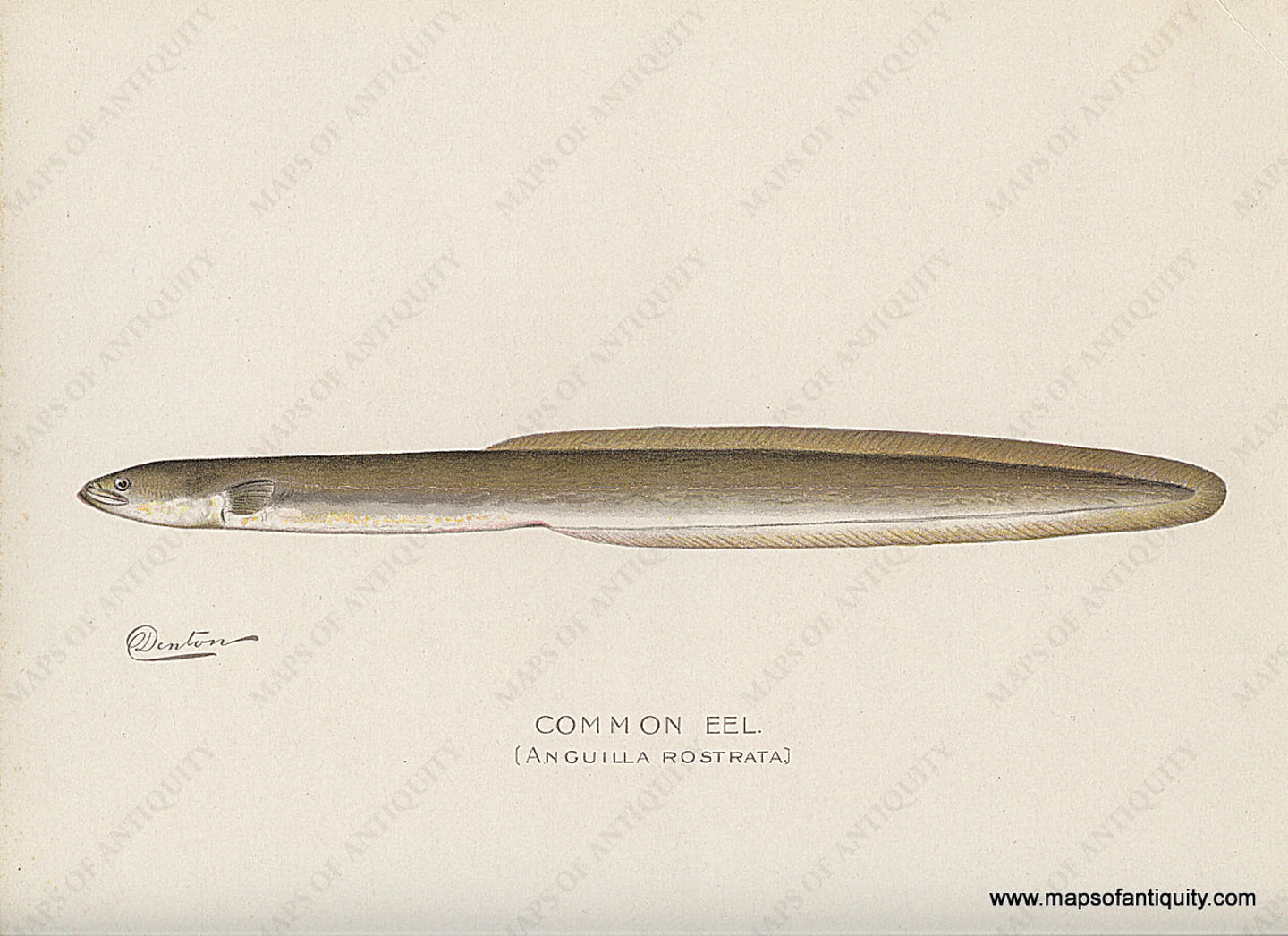 Original-Antique-Chromolithograph-Common-Eel-Print-Natural-History-Prints-Fish-1900-Denton-Maps-Of-Antiquity