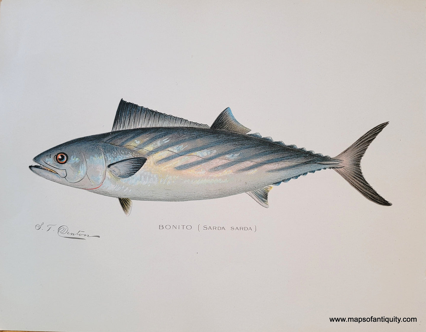Antique print of a Bonito fish with gorgeous, carefully rendered chromolithograph colors by Denton, published in 1900. In the fish's scales are toned of pink, peach, icy blue, slate blue, warm yellow, and more. The fish has an orange and blue eye.