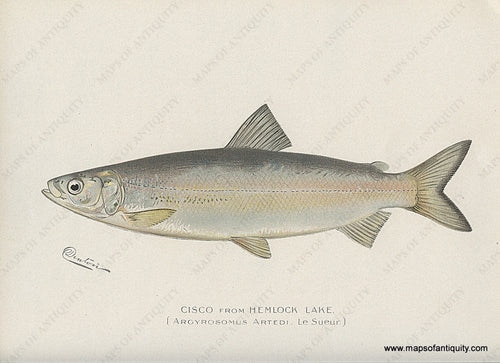 Original-Antique-Chromolithograph-Cisco-from-Hemlock-Lake.-Natural-History-Prints-Fish-1900-Denton-Maps-Of-Antiquity