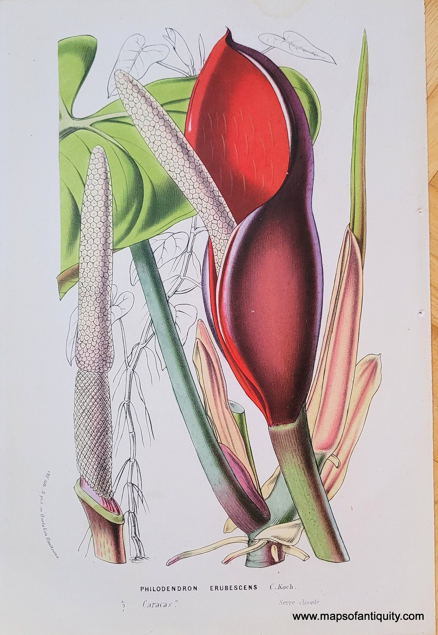 Genuine-Antique-Chromolithograph-Print-Philodendron-Erubescens-c-1850-Louis-van-Houtte-Maps-Of-Antiquity