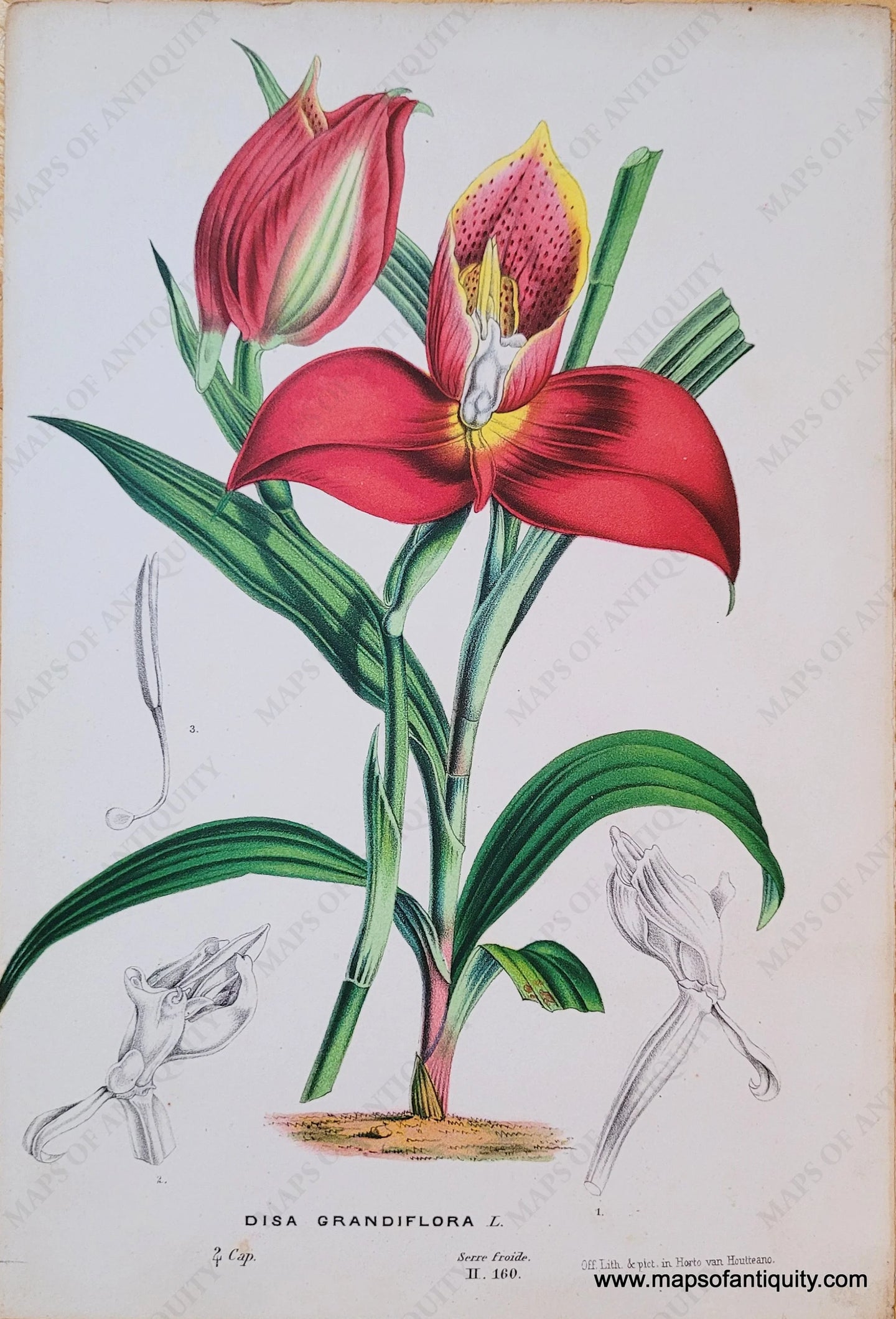 Genuine-Antique-Chromolithograph-Print-Disa-Grandiflora-L--c-1850-Louis-van-Houtte-Maps-Of-Antiquity