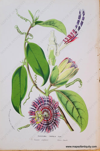 Genuine-Antique-Chromolithograph-Print-Passiflora-Tinifolia-Juss--c-1850-Louis-van-Houtte-Maps-Of-Antiquity