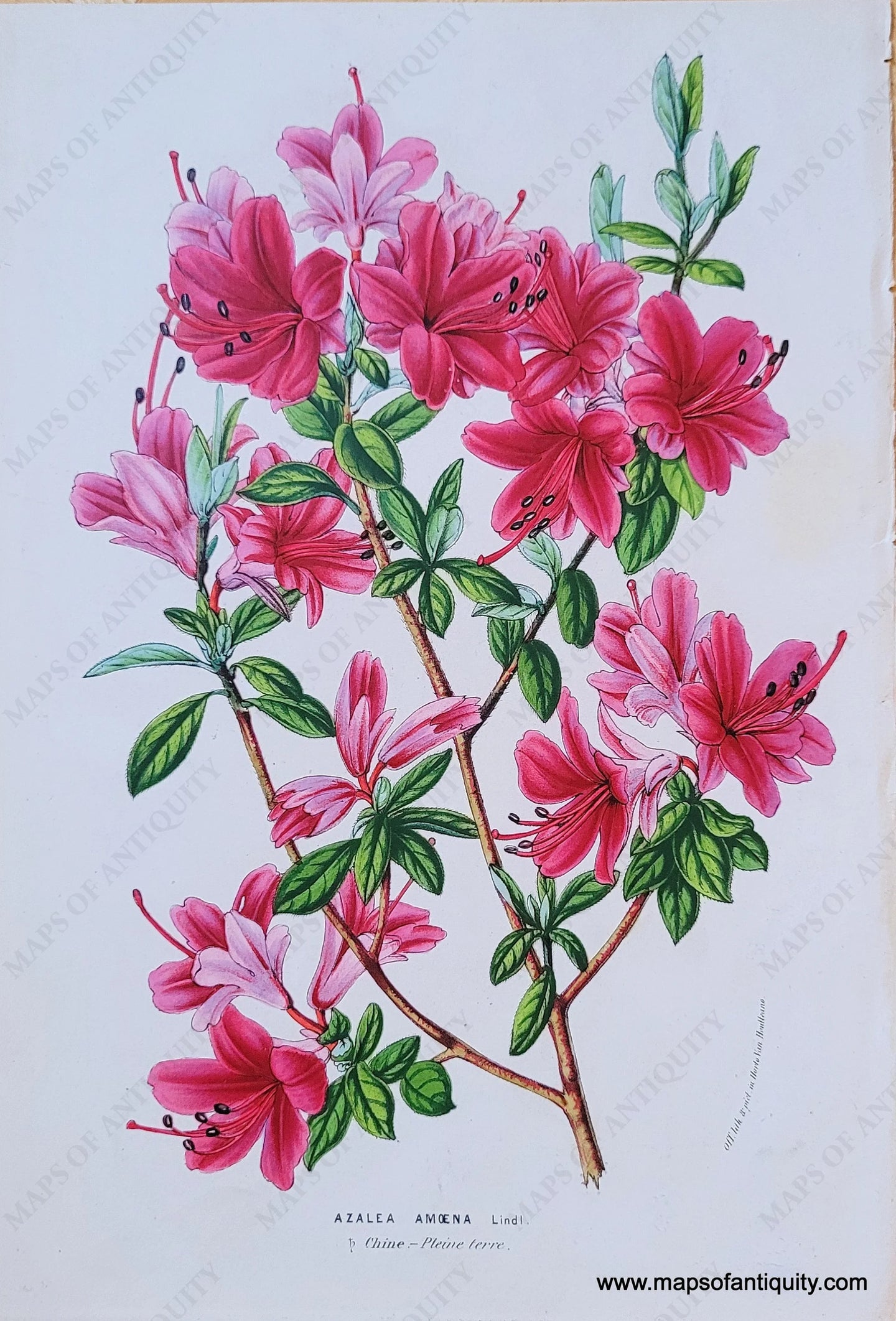 Genuine-Antique-Chromolithograph-Print-Azalea-Amoena-Lindl--c-1850-Louis-van-Houtte-Maps-Of-Antiquity