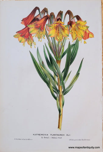 Genuine-Antique-Chromolithograph-Print-Alstroemeria-Plantaginea-Mart--c-1850-Louis-van-Houtte-Maps-Of-Antiquity