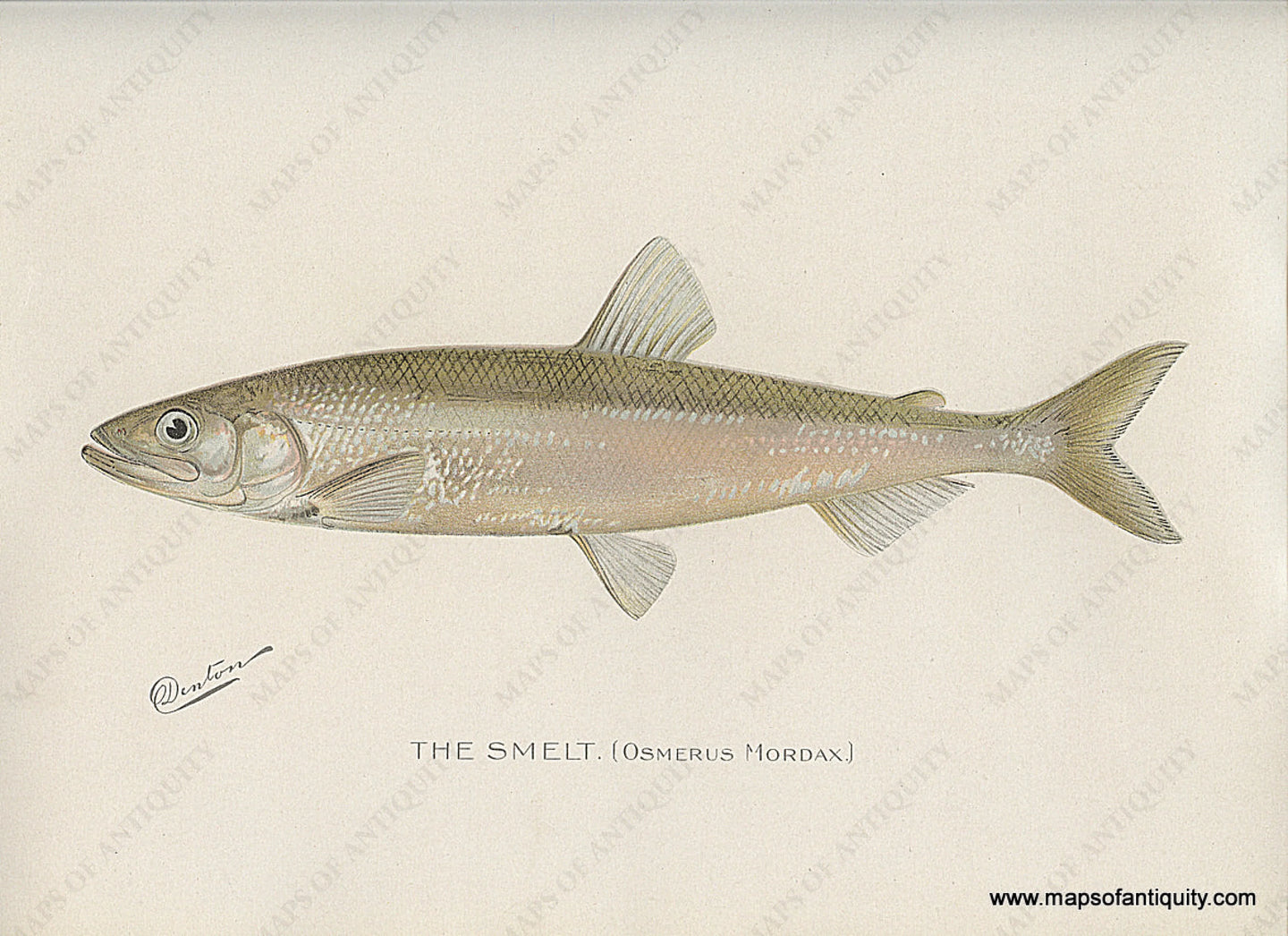 Original-Antique-Chromolithograph-The-Smelt-Fish-Natural-History-Prints-Fish-1900-Denton-Maps-Of-Antiquity