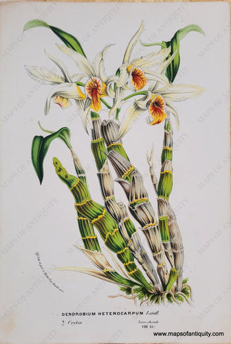 Genuine-Antique-Chromolithograph-Print-Dendrobium-Heterocarpum-Lindl--c-1850-Louis-van-Houtte-Maps-Of-Antiquity