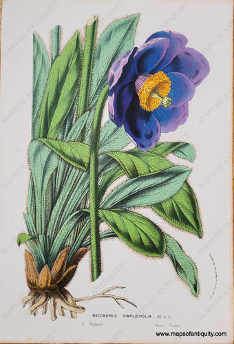 Genuine-Antique-Chromolithograph-Print-Meconopsis-Simplicifolia-c-1850-Louis-van-Houtte-Maps-Of-Antiquity