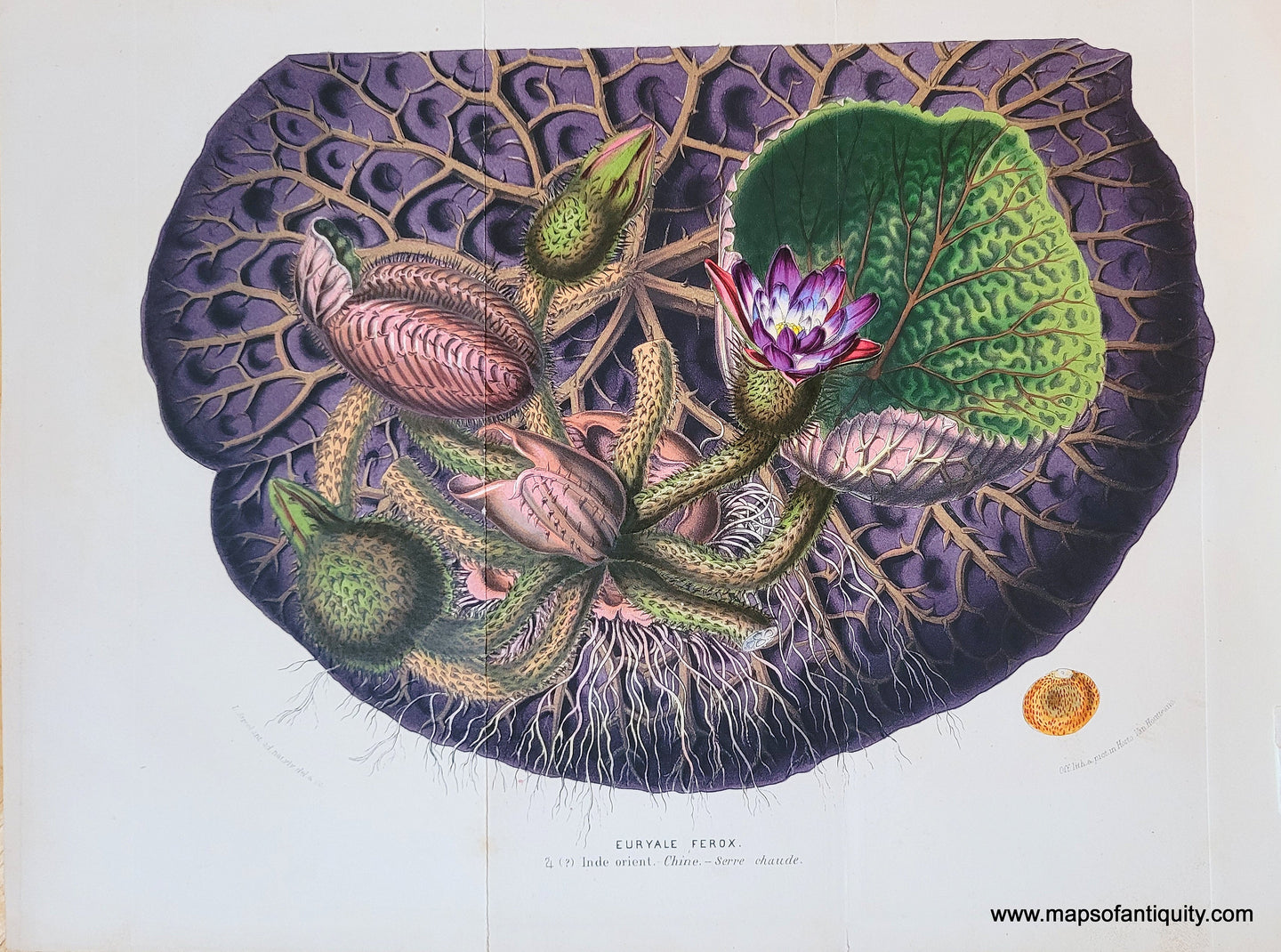 Genuine-Antique-Chromolithograph-Print-Euryale-Ferox-c-1851-Louis-van-Houtte-Maps-Of-Antiquity