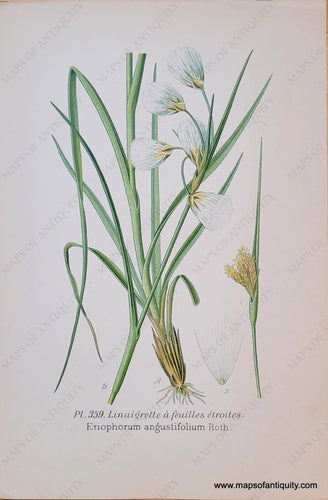 Genuine-Antique-Chromolithograph-Print-Eriophorum-angustifolium-Roth-1891-Masclef-Bonnier-Maps-Of-Antiquity