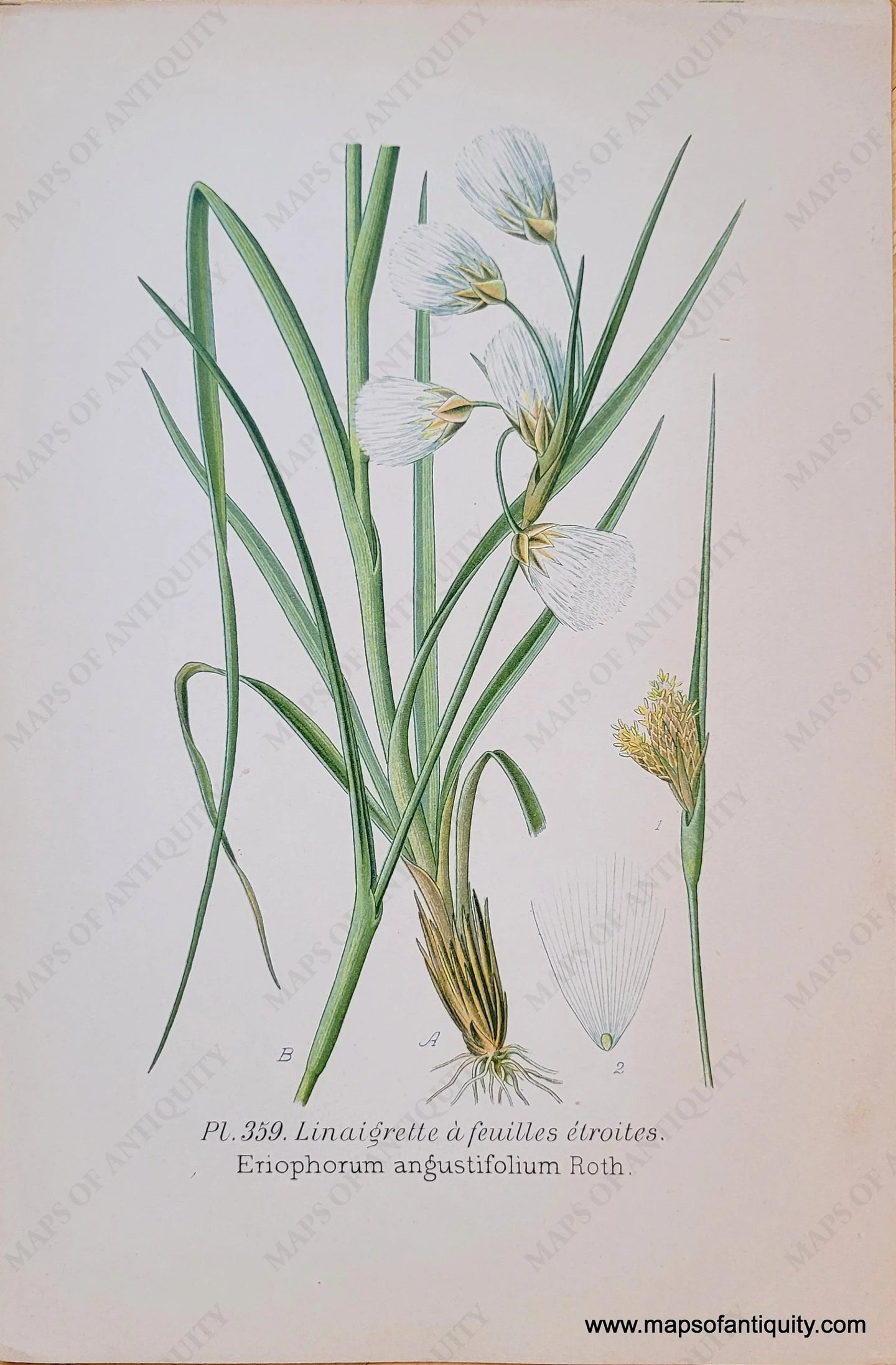 Genuine-Antique-Chromolithograph-Print-Eriophorum-angustifolium-Roth-1891-Masclef-Bonnier-Maps-Of-Antiquity