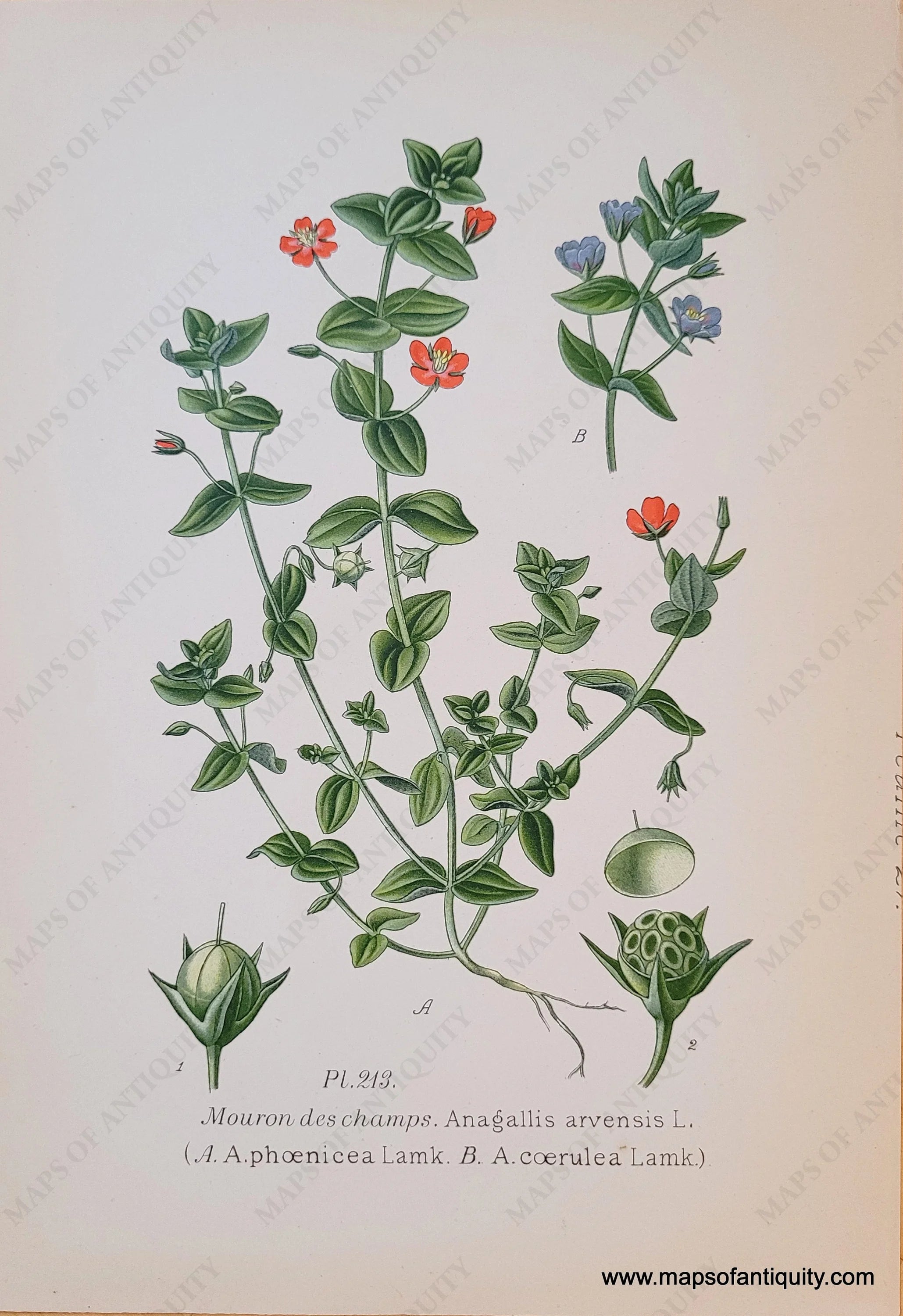 1891 Genuine Antique Chromolithograph Print Mouron des champs ...