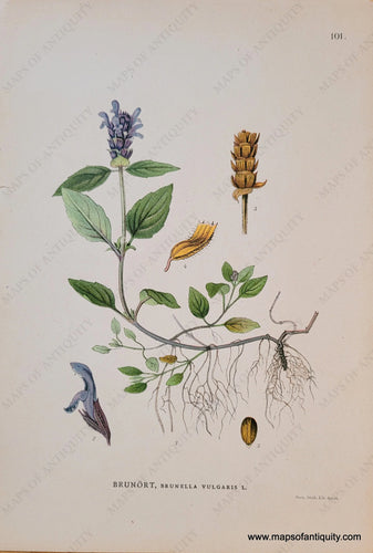 Genuine-Antique-Chromolithograph-Print-Brunwort-Brunella-vulgaris-L--1895-unknown-Maps-Of-Antiquity