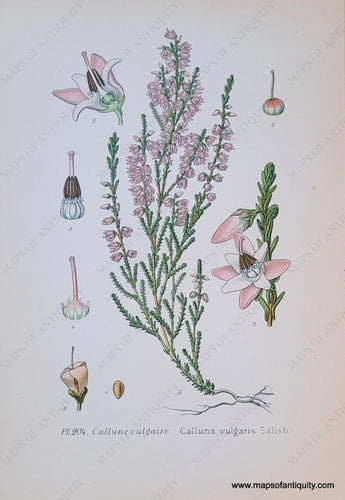 Genuine-Antique-Chromolithograph-Print-Calluna-vulgaris-Salisb--1891-Masclef-Bonnier-Maps-Of-Antiquity