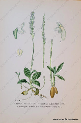 Genuine-Antique-Chromolithograph-Print-Spiranthes-autumnalis-Rich-And-Goodyera-repens-R-Br--1891-Masclef-Bonnier-Maps-Of-Antiquity