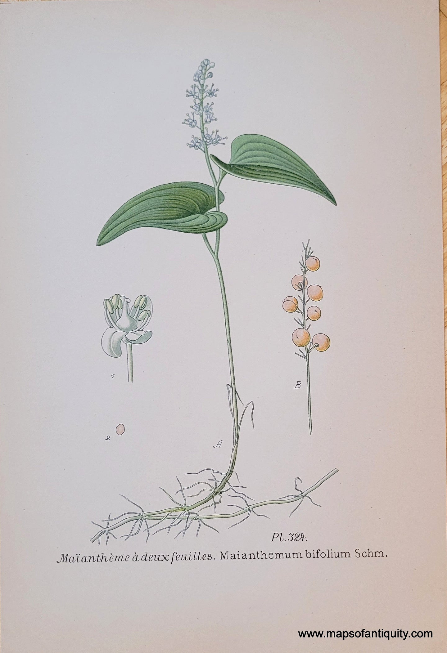 Genuine-Antique-Chromolithograph-Print-Maianthemum-bifolium-Schm--1891-Masclef-Bonnier-Maps-Of-Antiquity