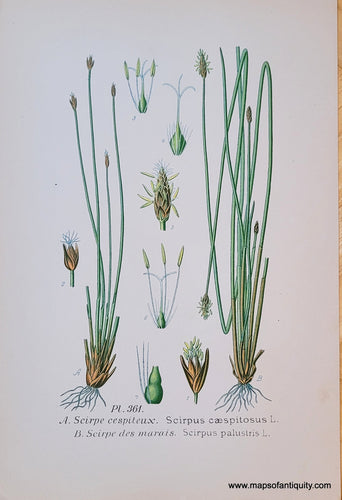 Genuine-Antique-Chromolithograph-Print-Scirpus-caespitosus-L-and-Scirpus-palustris-L--1891-Masclef-Bonnier-Maps-Of-Antiquity