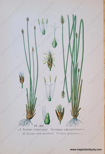 Genuine-Antique-Chromolithograph-Print-Scirpus-caespitosus-L-and-Scirpus-palustris-L--1891-Masclef-Bonnier-Maps-Of-Antiquity