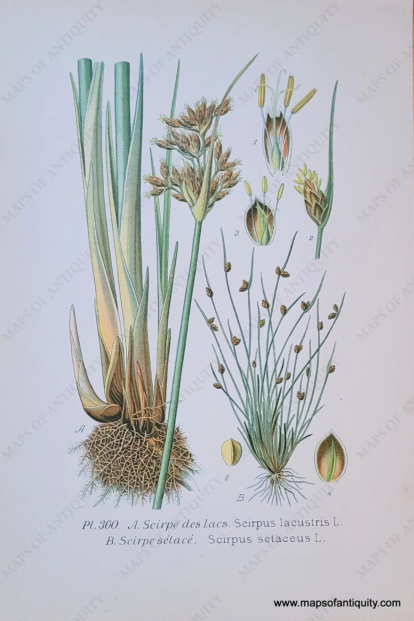 Genuine-Antique-Chromolithograph-Print-Scirpus-lacustris-L-and-Scirpus-setaceus-L--1891-Masclef-Bonnier-Maps-Of-Antiquity