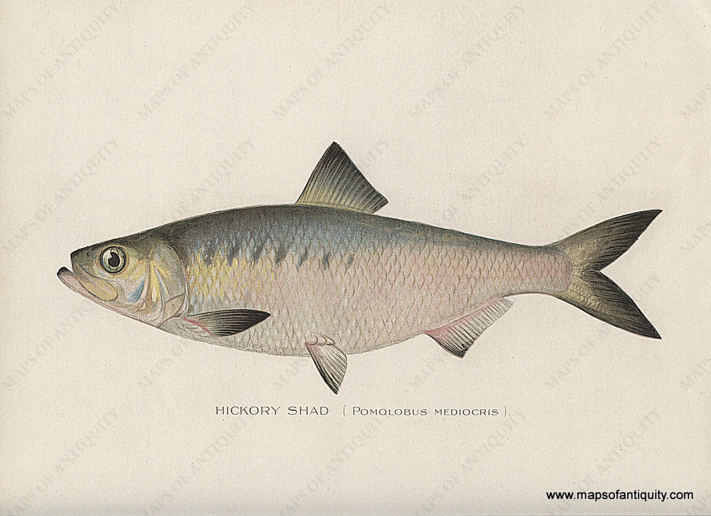 Original-Antique-Chromolithograph-Hickory-Shad-Fish-Natural-History-Prints-Fish-1900-Denton-Maps-Of-Antiquity