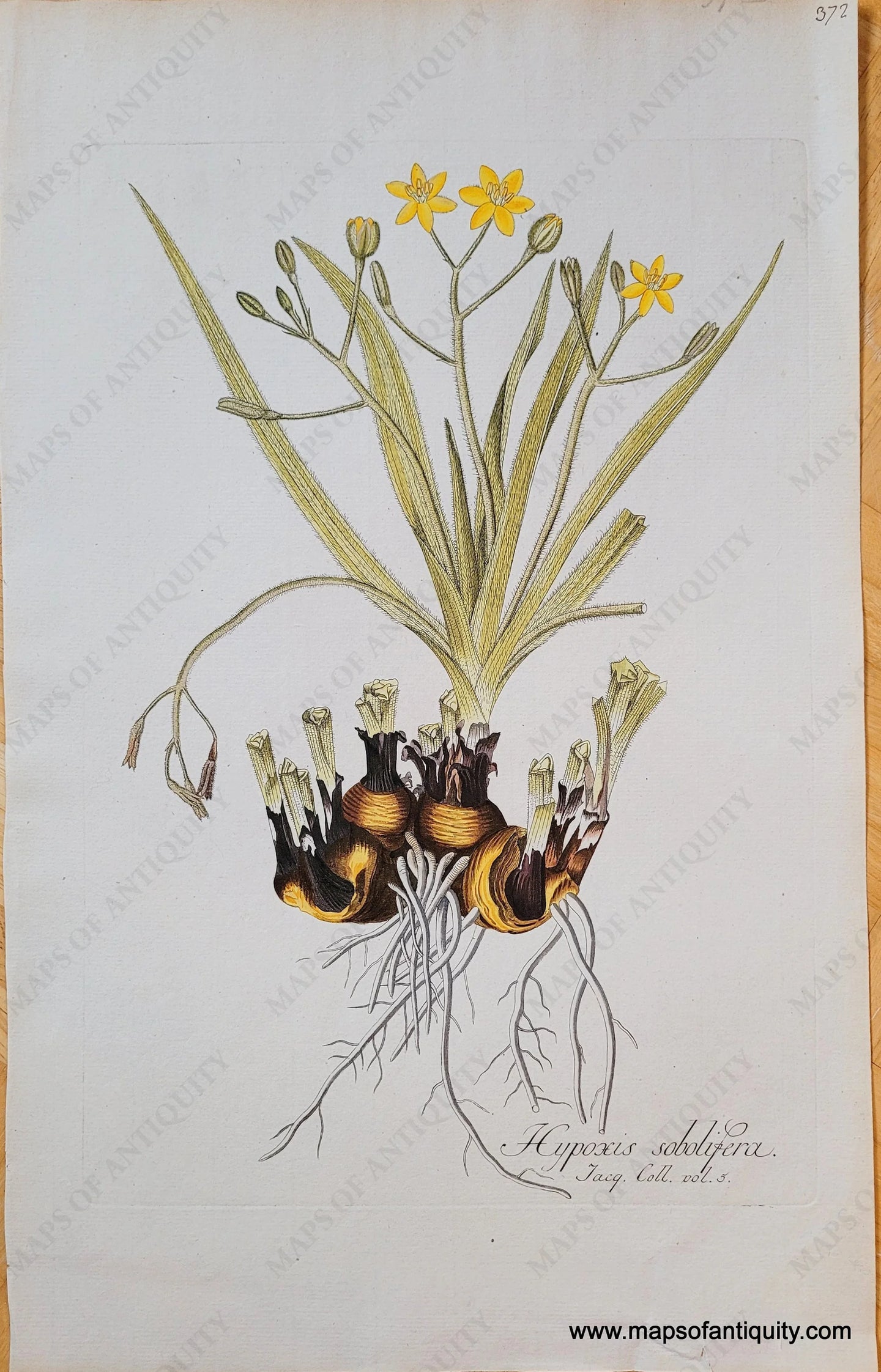 Genuine-Antique-Copper-Plate-Print-Hypoxis-sobolifera-1780-Nikolaus-Joseph-Freiherr-von-Jacquin-Maps-Of-Antiquity