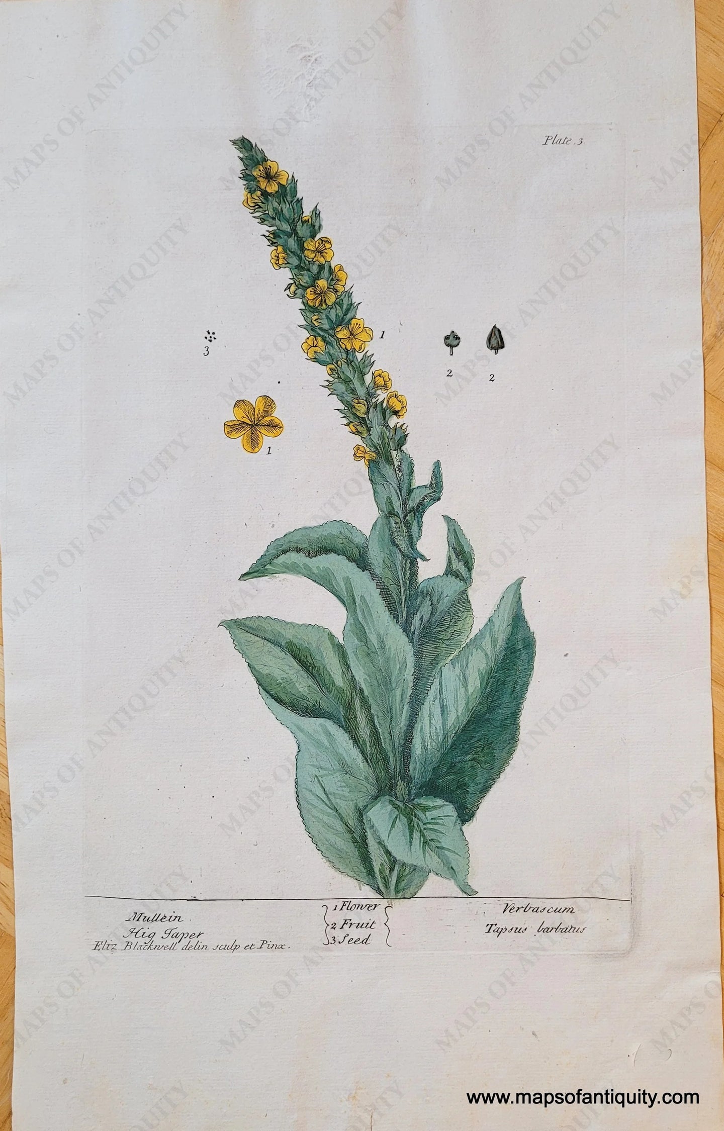 Genuine-Antique-Copper-Plate-Print-Mullein-Hig-Taper-1739-Elizabeth-Blackwell-Maps-Of-Antiquity