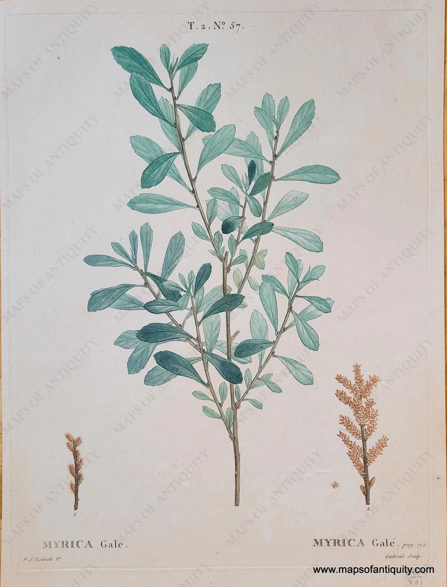 Genuine-Antique-Print-Myrica-Gale-1819-Redoute-Maps-Of-Antiquity