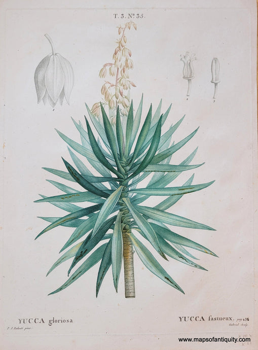 Genuine-Antique-Print-Yucca-gloriosa-1819-Redoute-Maps-Of-Antiquity
