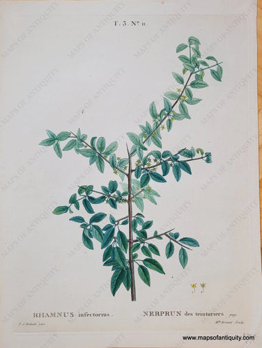 Genuine-Antique-Print-Rhamnus-infectorius-1819-Redoute-Maps-Of-Antiquity