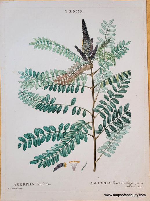 Genuine-Antique-Print-Amorpha-fruticosa-1819-Redoute-Maps-Of-Antiquity