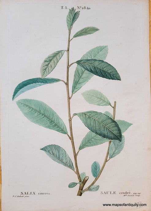Genuine-Antique-Print-Salix-cierea-1819-Redoute-Maps-Of-Antiquity