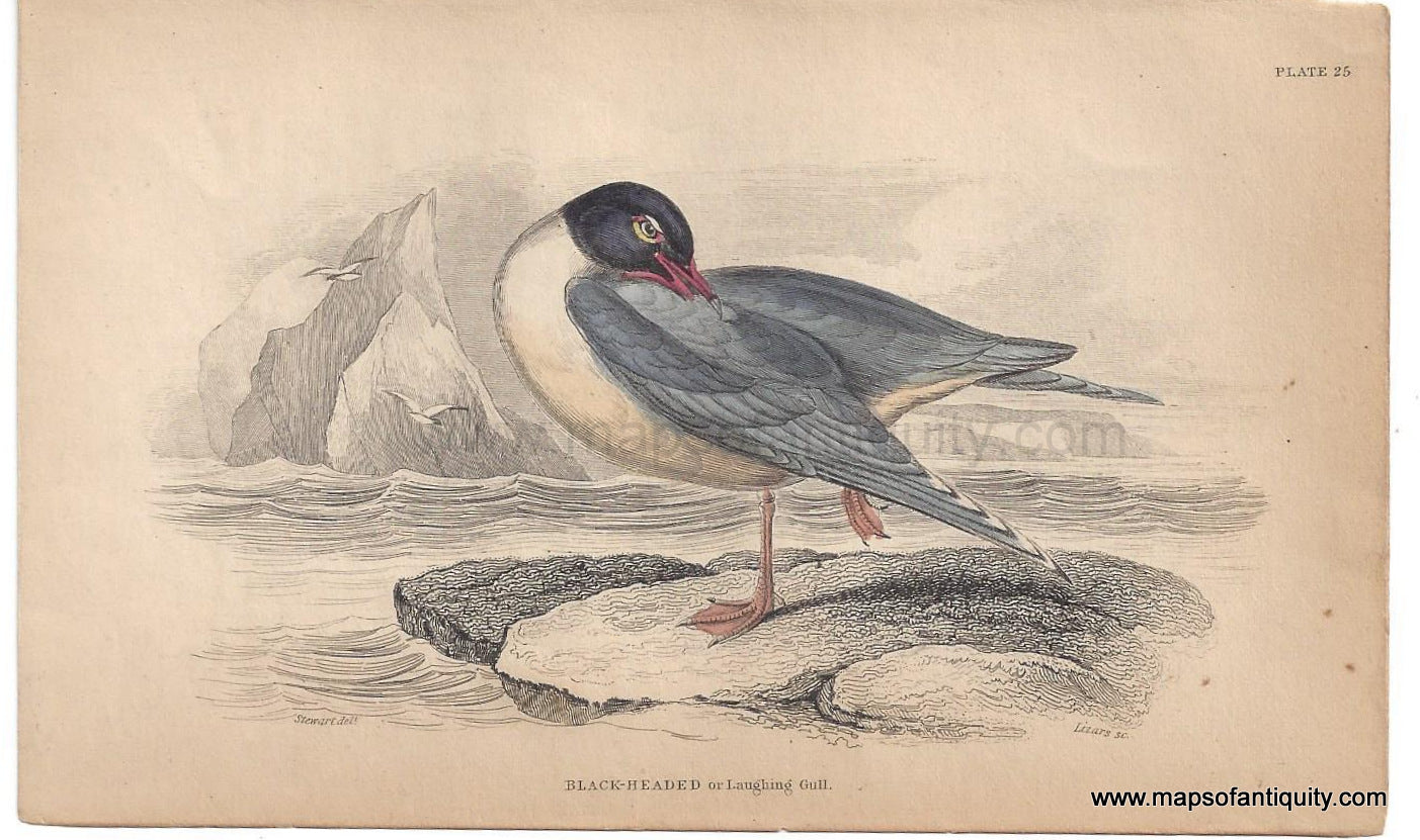 Genuine-Antique-Print-Black-headed-of-Laughing-Gull-1840-Jardine-Lizars-Maps-Of-Antiquity