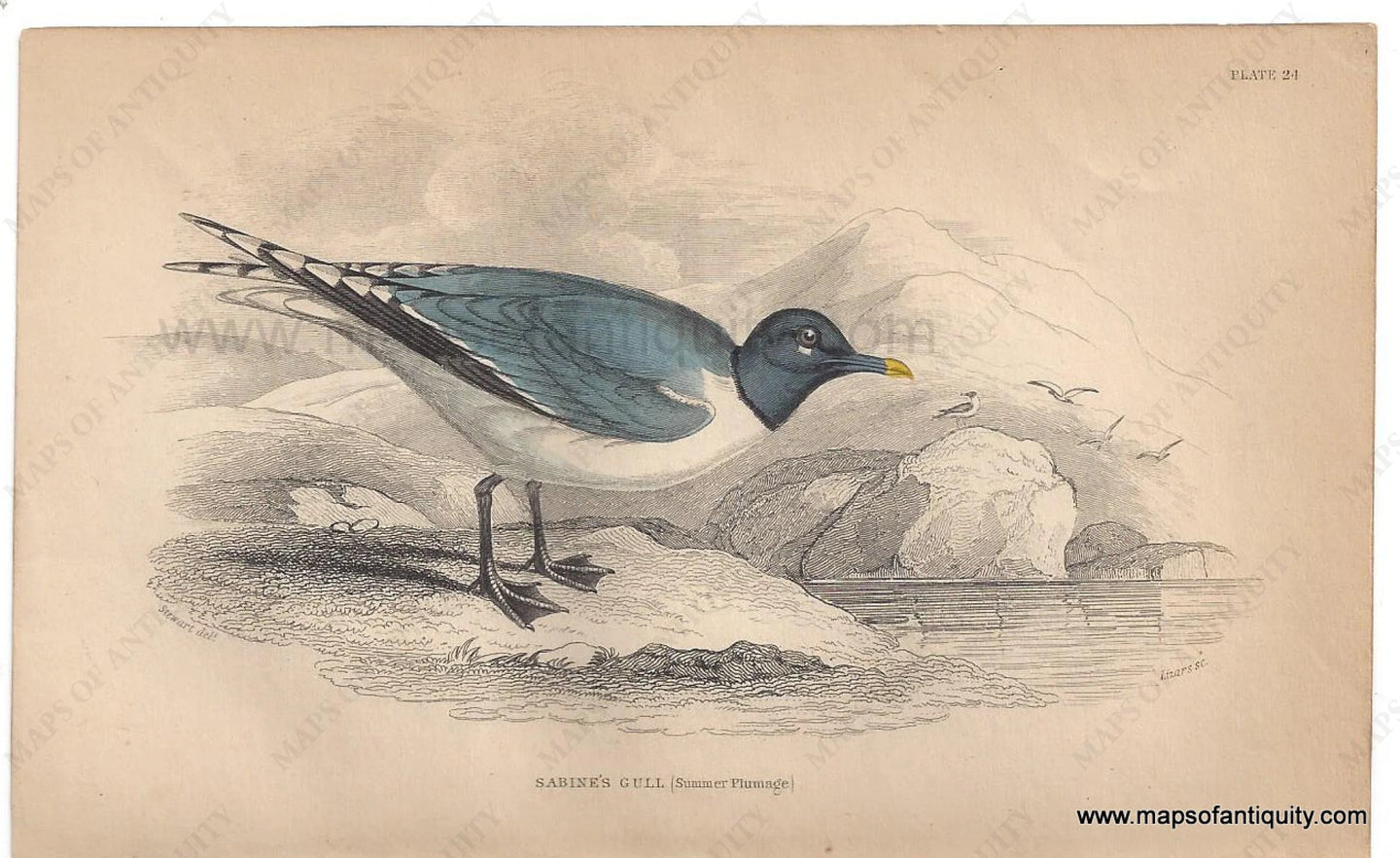 Genuine-Antique-Print-Sabine's-Gull-1840-Jardine-Lizars-Maps-Of-Antiquity