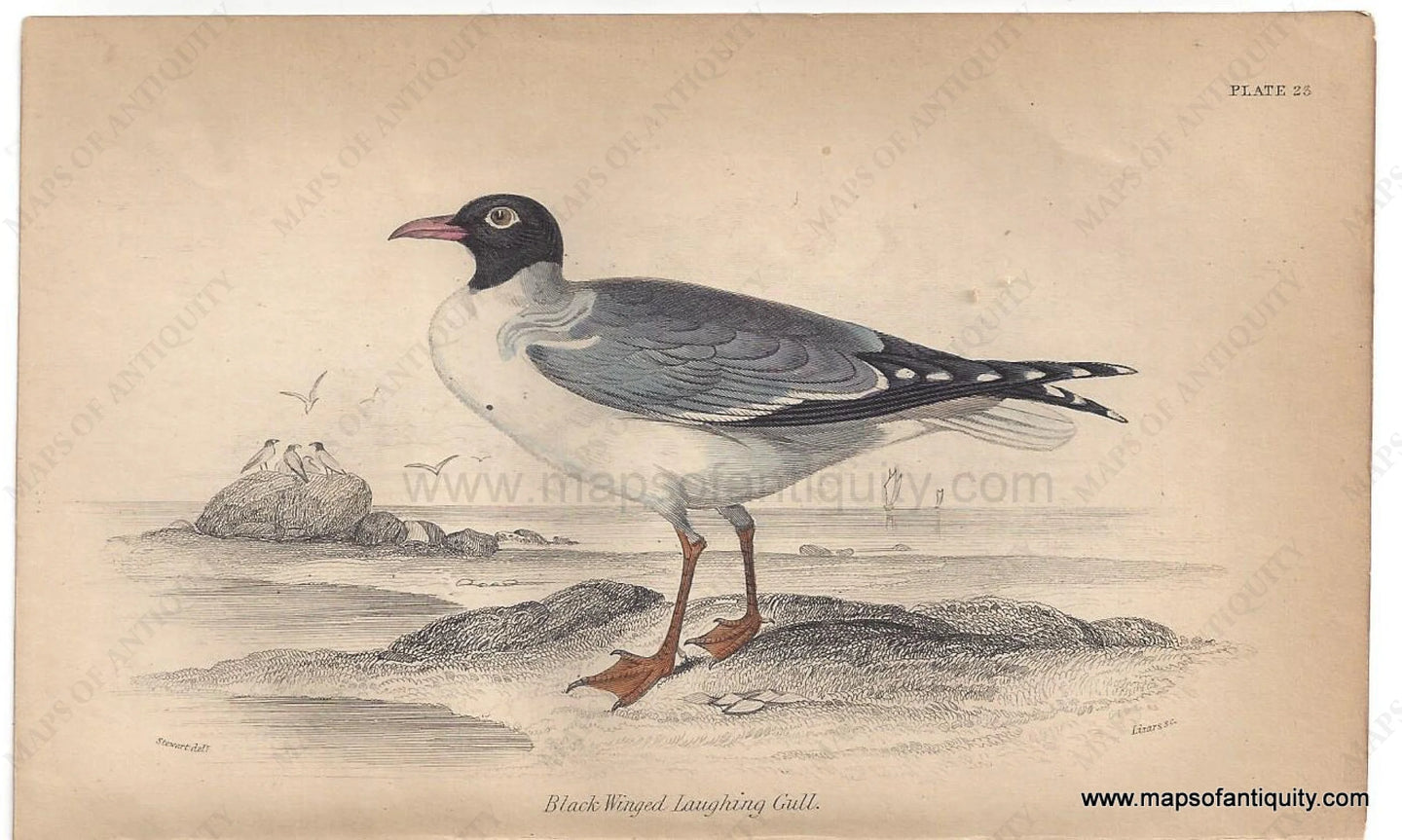 Genuine-Antique-Print-Black-Winged-Laughing-Gull-1840-Jardine-Lizars-Maps-Of-Antiquity