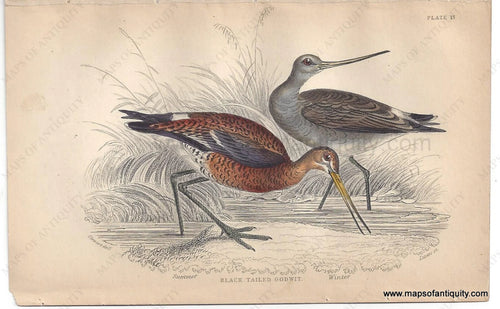 Genuine-Antique-Print-Black-Tailed-Godwit-Summer-and-Winter--1840-Jardine-Lizars-Maps-Of-Antiquity