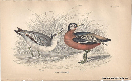 Genuine-Antique-Print-Grey-Phalarope-1840-Jardine-Lizars-Maps-Of-Antiquity