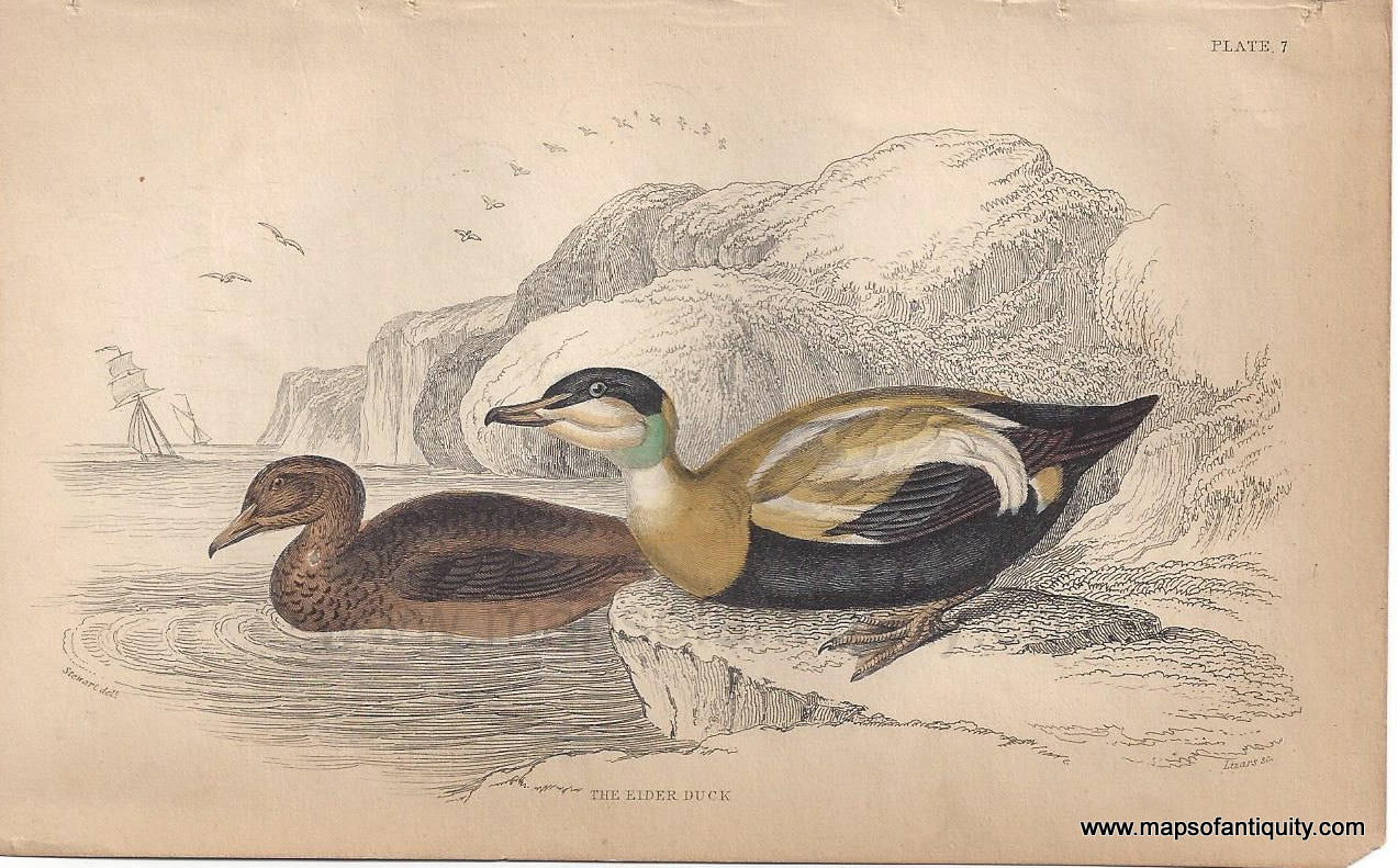 Genuine-Antique-Print-The-Eider-Duck-1840-Jardine-Lizars-Maps-Of-Antiquity