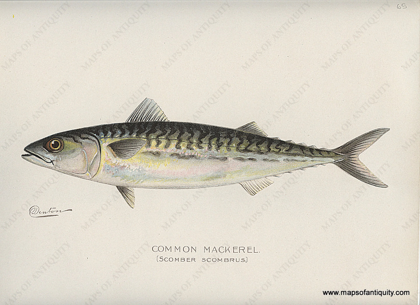 Original-Antique-Chromolithograph-Common-Mackerel-Fish-Natural-History-Prints-Fish-1900-Denton-Maps-Of-Antiquity