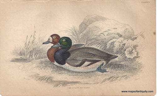 Genuine-Antique-Print-The-Scaup-Pochard-1840-Jardine-Lizars-Maps-Of-Antiquity