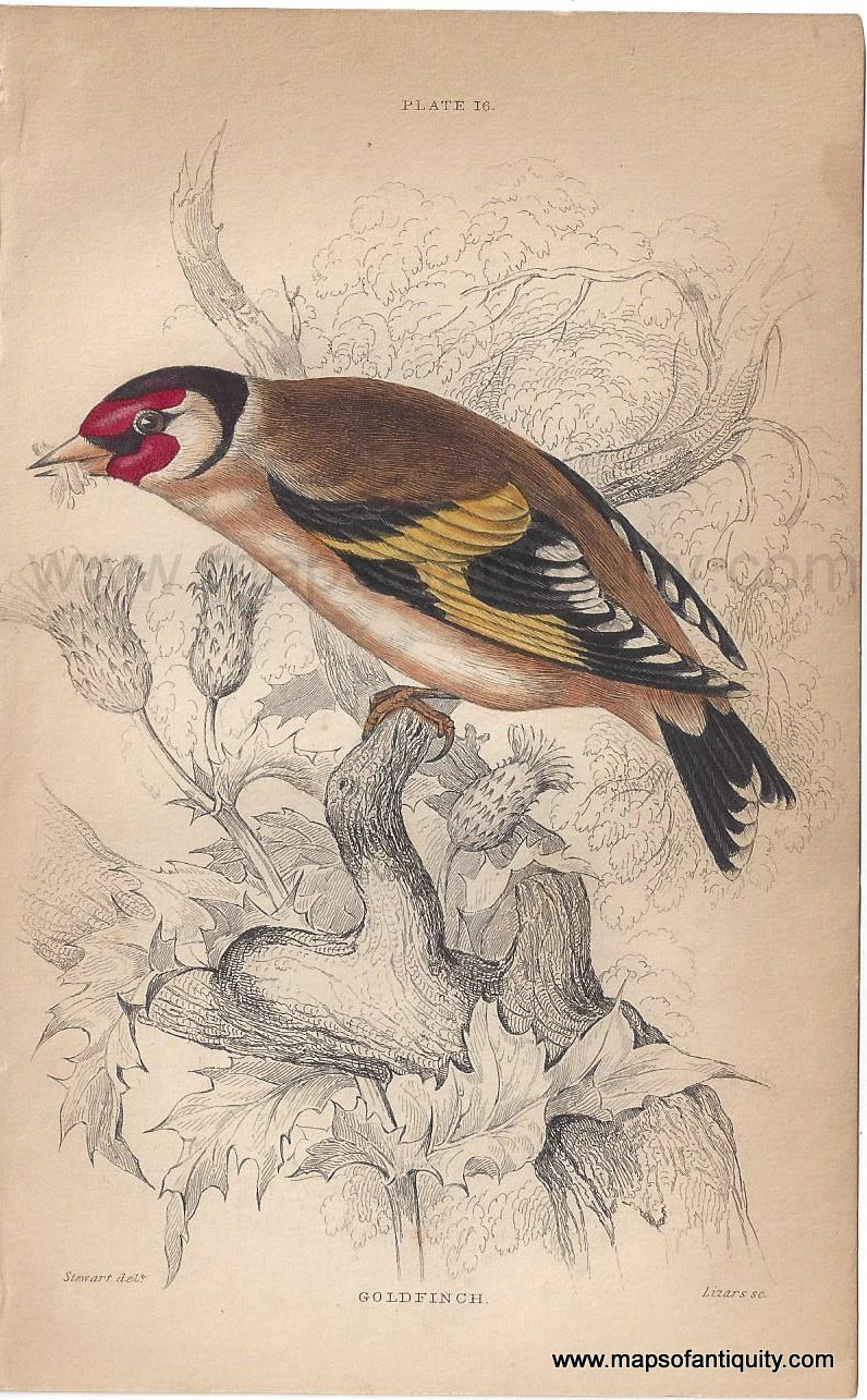 Genuine-Antique-Print-Goldfinch-UK--1840-Jardine-Lizars-Maps-Of-Antiquity