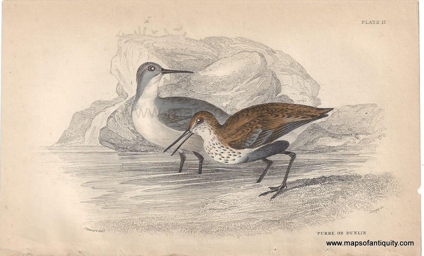 Genuine-Antique-Print-Purre-or-Dunlin-1840-Jardine-Lizars-Maps-Of-Antiquity