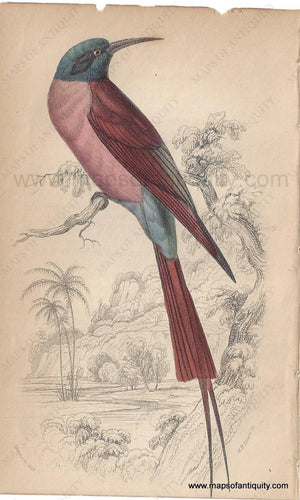 Genuine-Antique-Print-Blue-headed-or-Red-Bee-eater-1840-Jardine-Lizars-Maps-Of-Antiquity