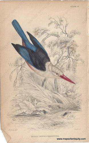 Genuine-Antique-Print-Rufous-vented-Kinghunter-1840-Jardine-Lizars-Maps-Of-Antiquity