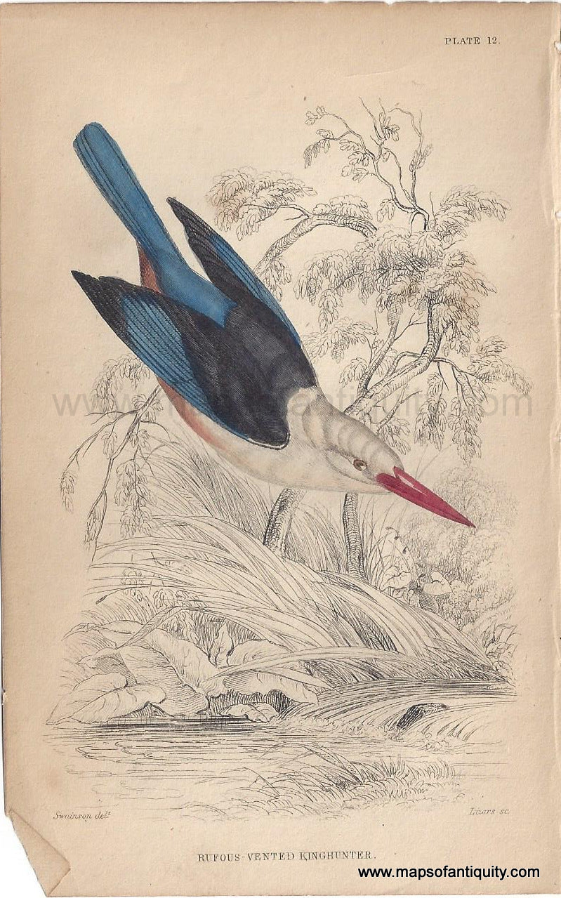 Genuine-Antique-Print-Rufous-vented-Kinghunter-1840-Jardine-Lizars-Maps-Of-Antiquity