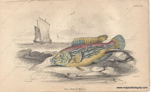 Genuine-Antique-Print-Blue-Striped-Wrasse-1840-Jardine-Lizars-Maps-Of-Antiquity