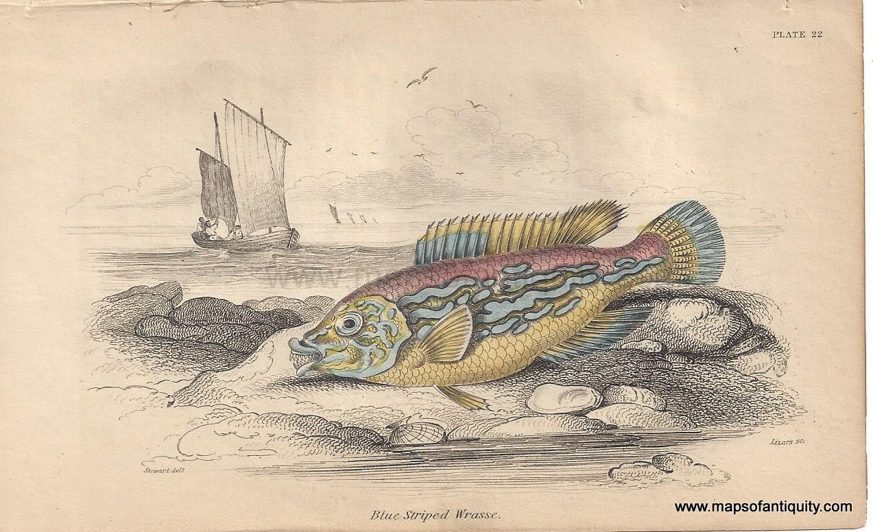 Genuine-Antique-Print-Blue-Striped-Wrasse-1840-Jardine-Lizars-Maps-Of-Antiquity